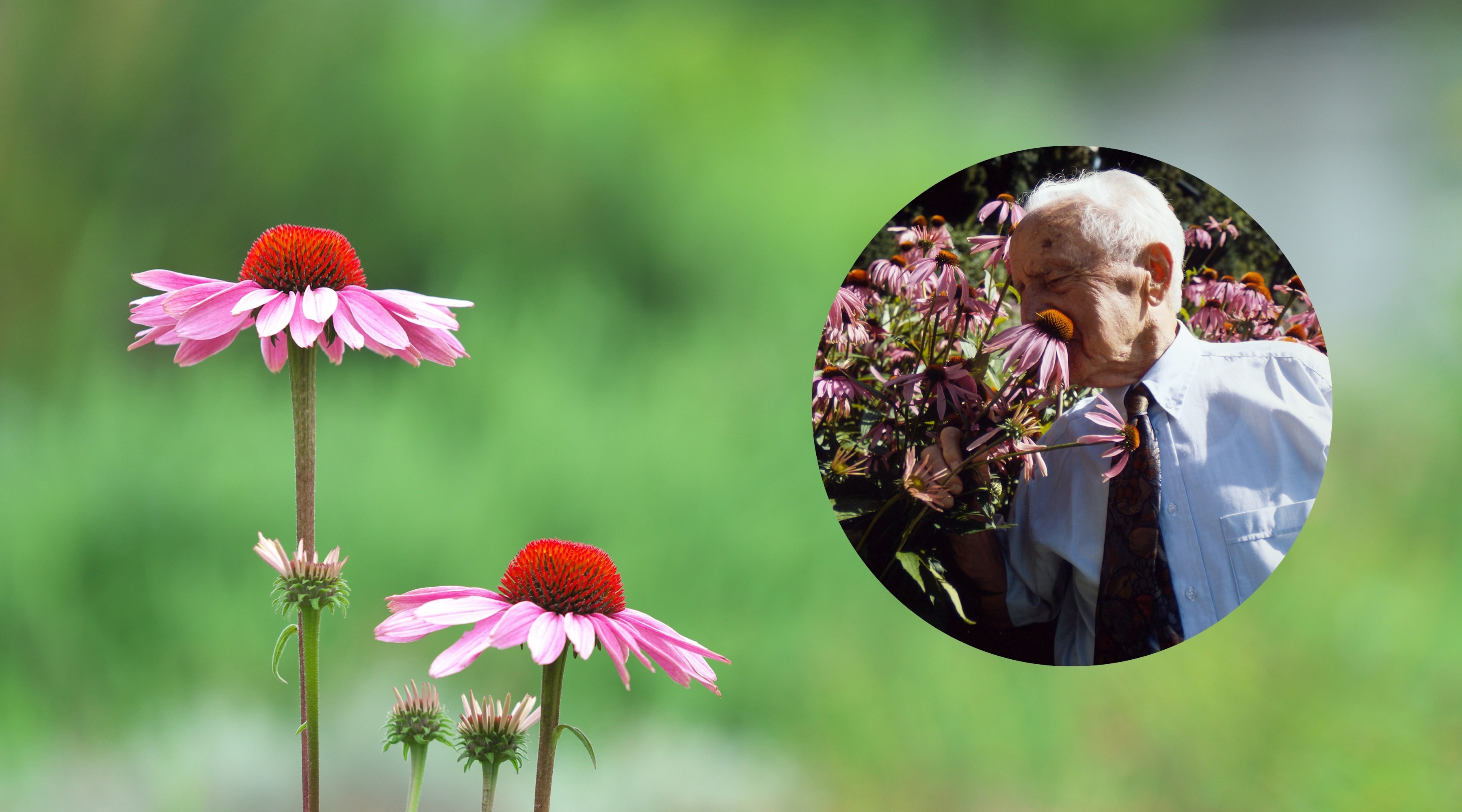 70 års utveckling bakom Echinaforce förmåga att förebygga och lindra förkylning