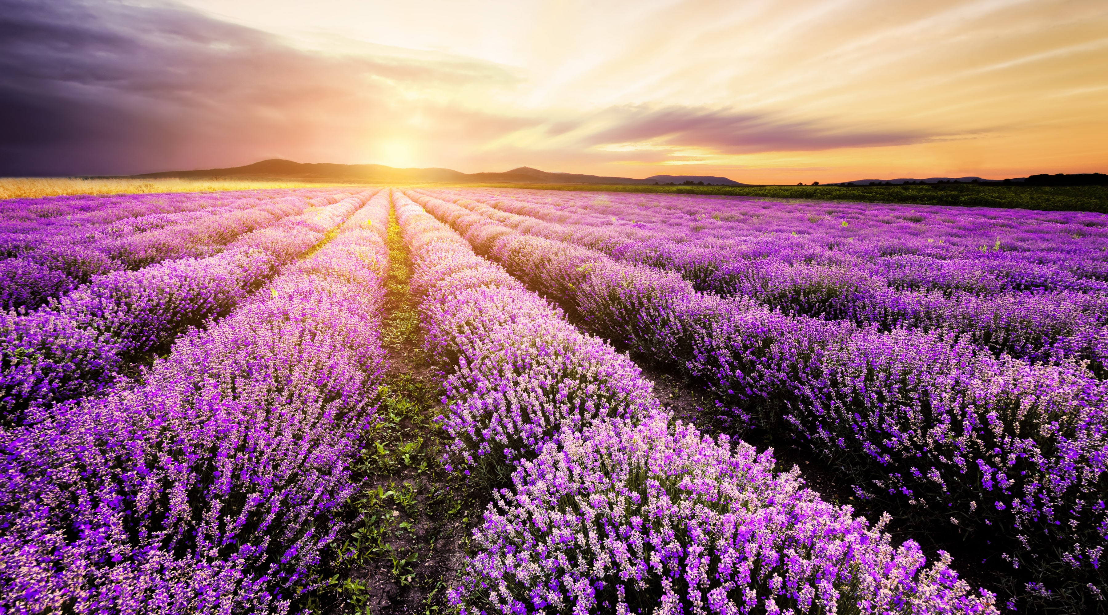 Lavendelolja – bra för både kropp och själ